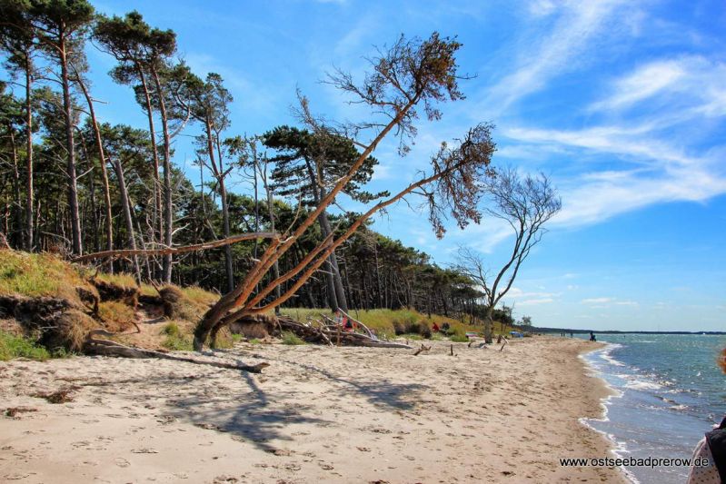 Weststrand am Darß