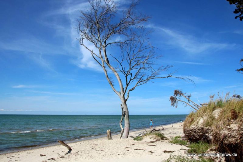 Weststrand am Darß